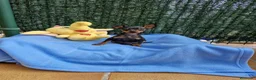 Ratón de Praga perros en venta: Ratón de Praga toy en Barcelona - Anuncio 4