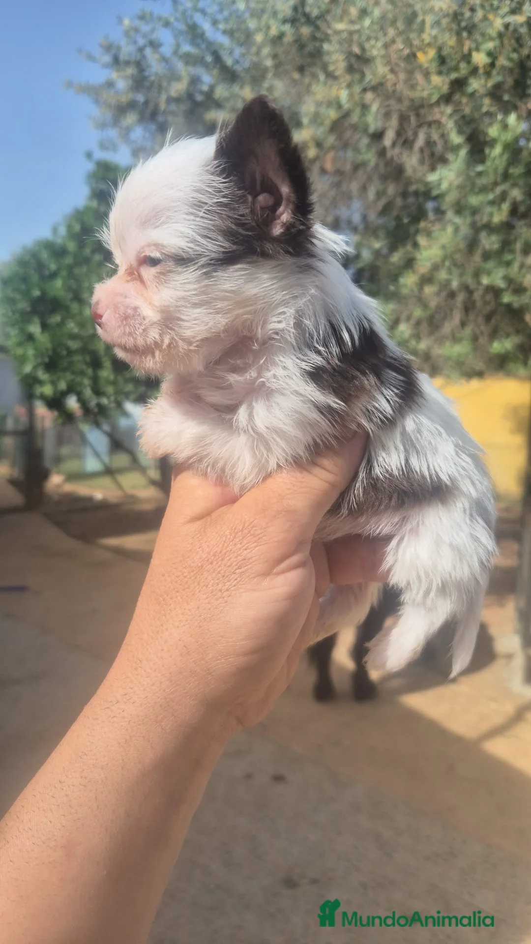 Raza Mixta perros en venta: Chorkie  - Anuncio 4