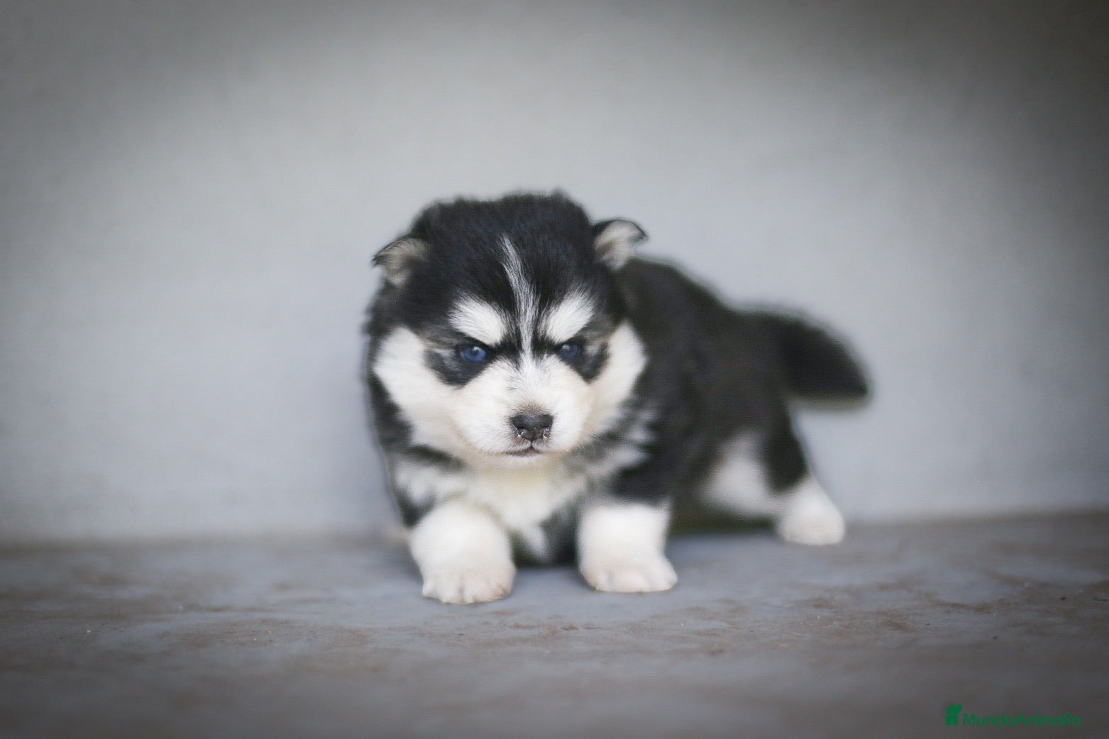 Pomsky perros Pomsky F4 - Anuncio 1