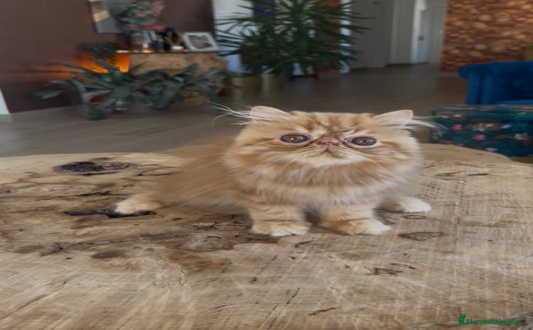 Persa gatos - Anuncio 1