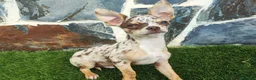 Chihuahua perros en venta: CHIHUAHUA MACHO CHOCOLATE MERLE - Anuncio 5