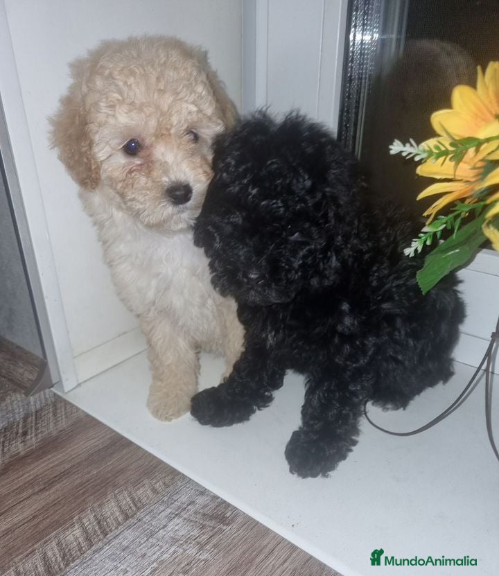 Caniche Toy perros Caniches toy - Anuncio 2