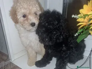 Caniche Toy perros Caniches toy - Anuncio 2