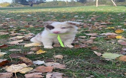 Border Collie perros en venta: Border collier  - Anuncio 8