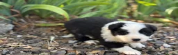 Border Collie perros en venta: Border Collie colores únicos 🐾🐾🐾 - Anuncio 7