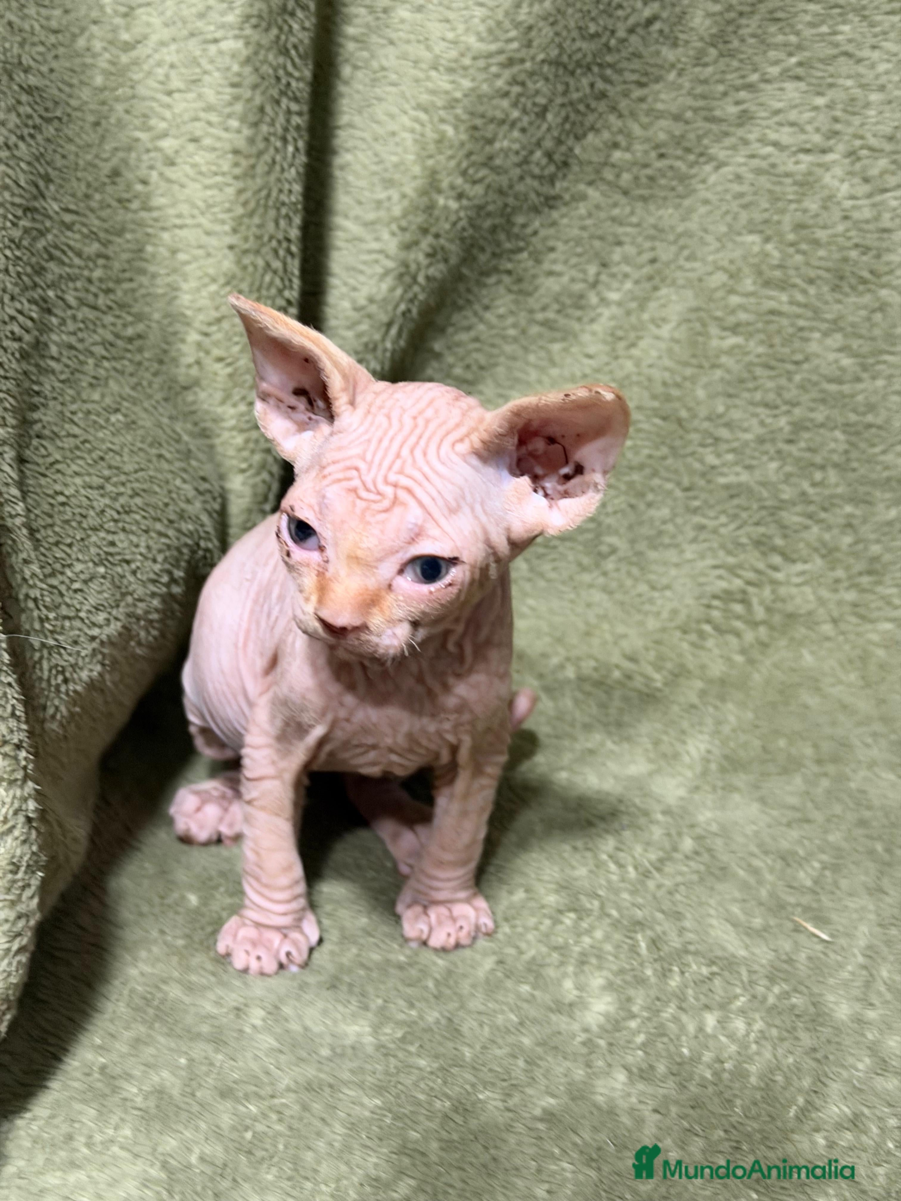 Sphynx gatos en venta: Camada Sphynx preciosa - Anuncio 4