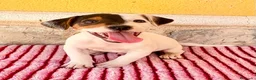 Jack Russell Terrier perros en venta: Jack Russell Terrier macho  - Anuncio 15