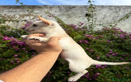 Chihuahua perros en venta: Chihuahuas Toy  - Anuncio 2