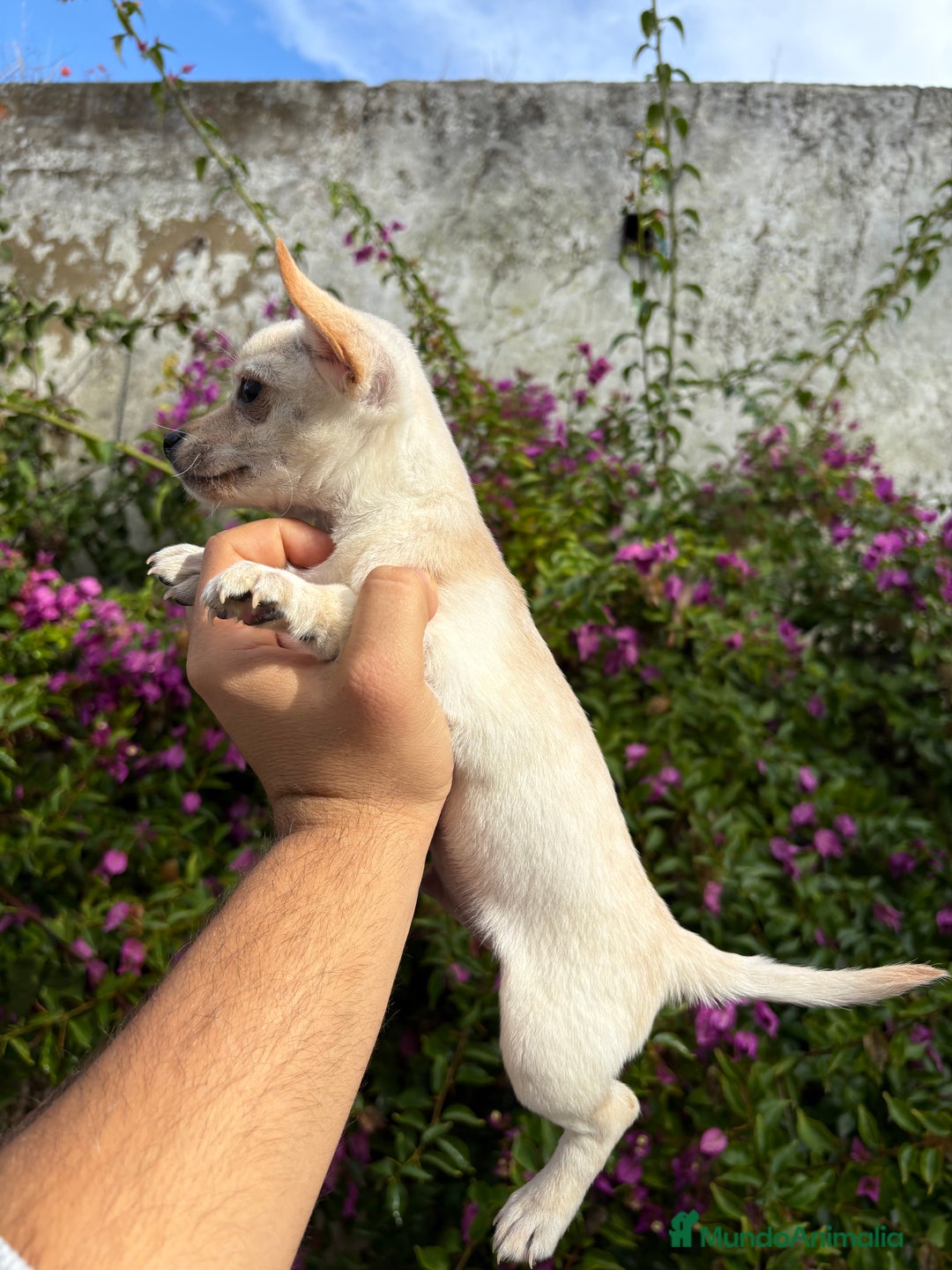 Chihuahua perros en venta: Chihuahuas Toy  - Anuncio 2