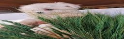 Bichón Maltés perros en venta: EJEMPLARES DE BICHÓN MALTÉS KOREANO  en Almería - Anuncio 5