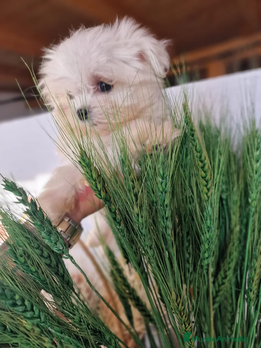 Bichón Maltés perros en venta: EJEMPLARES DE BICHÓN MALTÉS KOREANO  en Almería - Anuncio 5