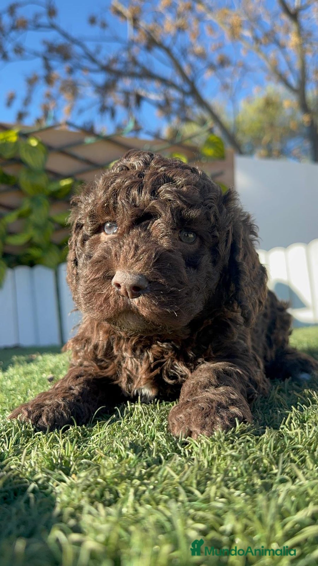 Perro de Agua Español perros en venta: PERRO DE AGUA ESPAÑOL MACHO - Anuncio 6