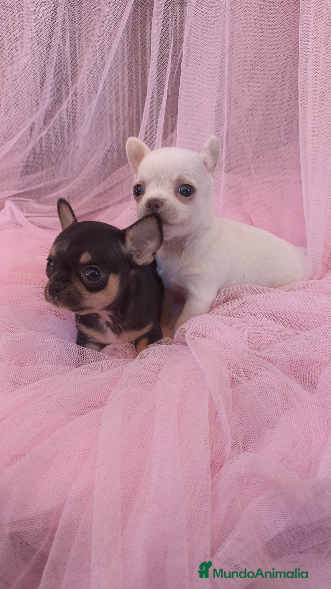 Chihuahua perros en venta: Chihuahua Toy macho y hembra  - Anuncio 5