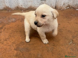 Labrador Retriever perros Última hembra labrador retriever - Anuncio 1