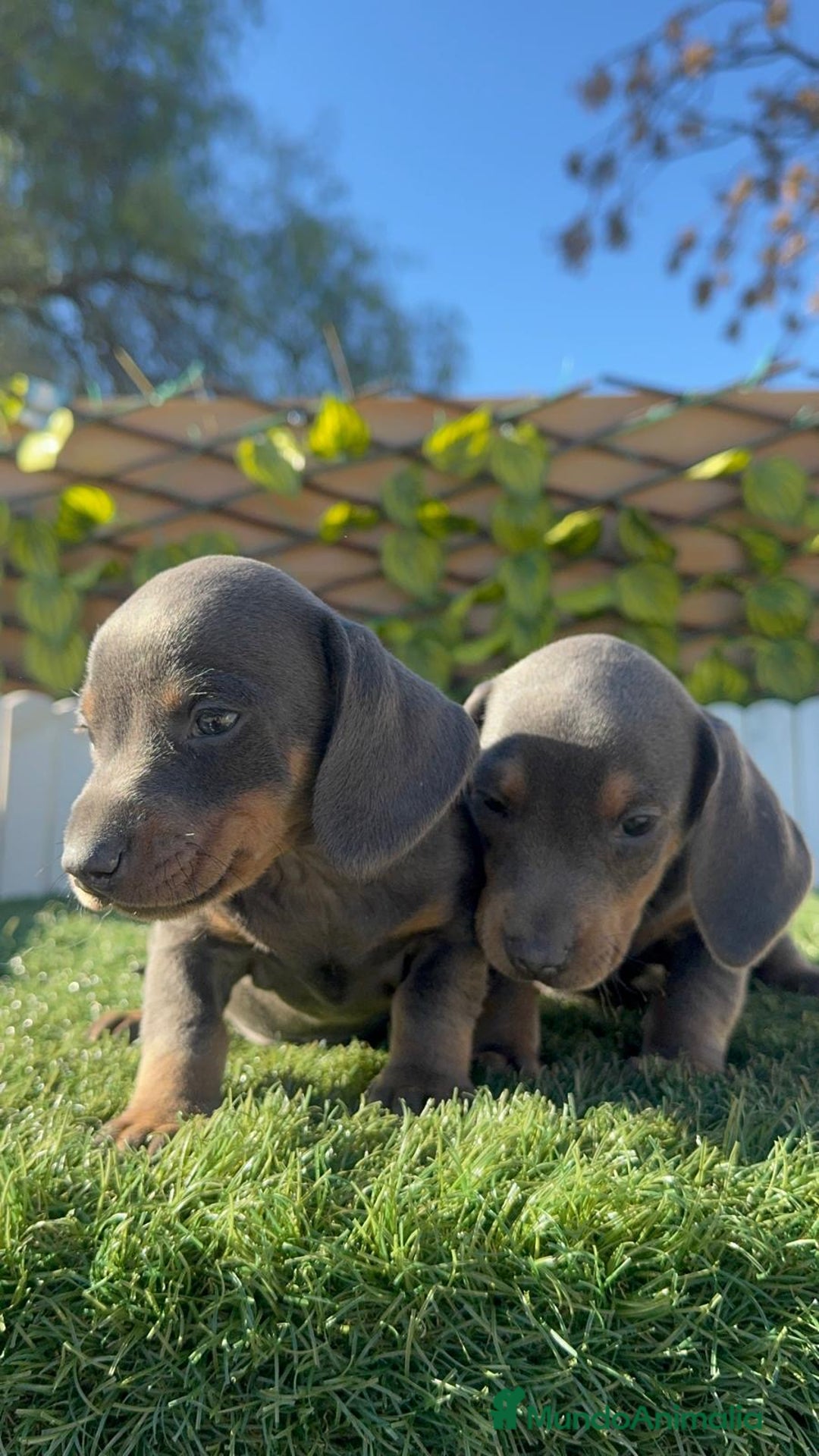 Teckel Miniatura perros en venta: TECKEL MINIATURA BLUE - Anuncio 9