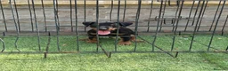 Terrier Alemán de Caza perros en venta: Cachorro Jagd terrier alemán  - Anuncio 3