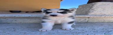 Husky Siberiano 2