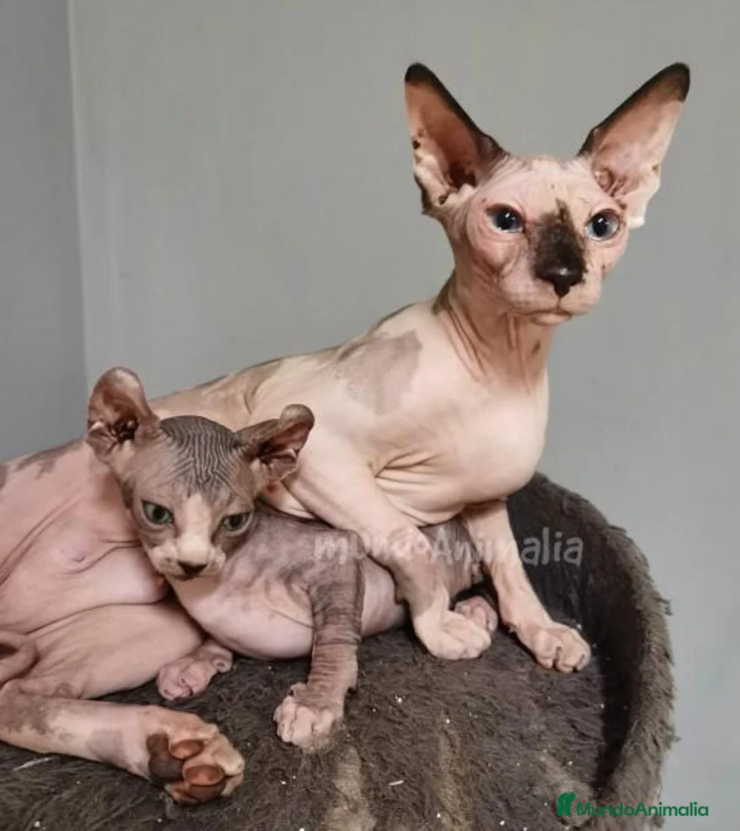 Imagen de galería {{count}}