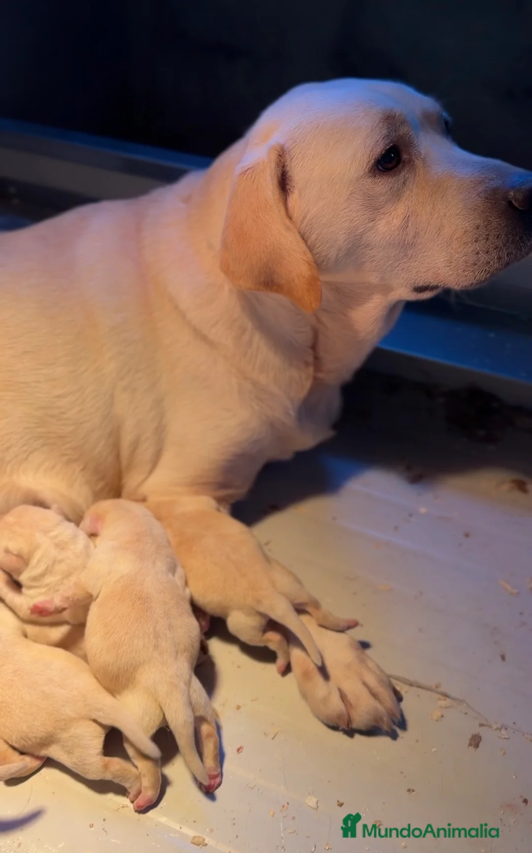 Labrador Retriever perros en venta: Labrador amarillo  - Anuncio 6