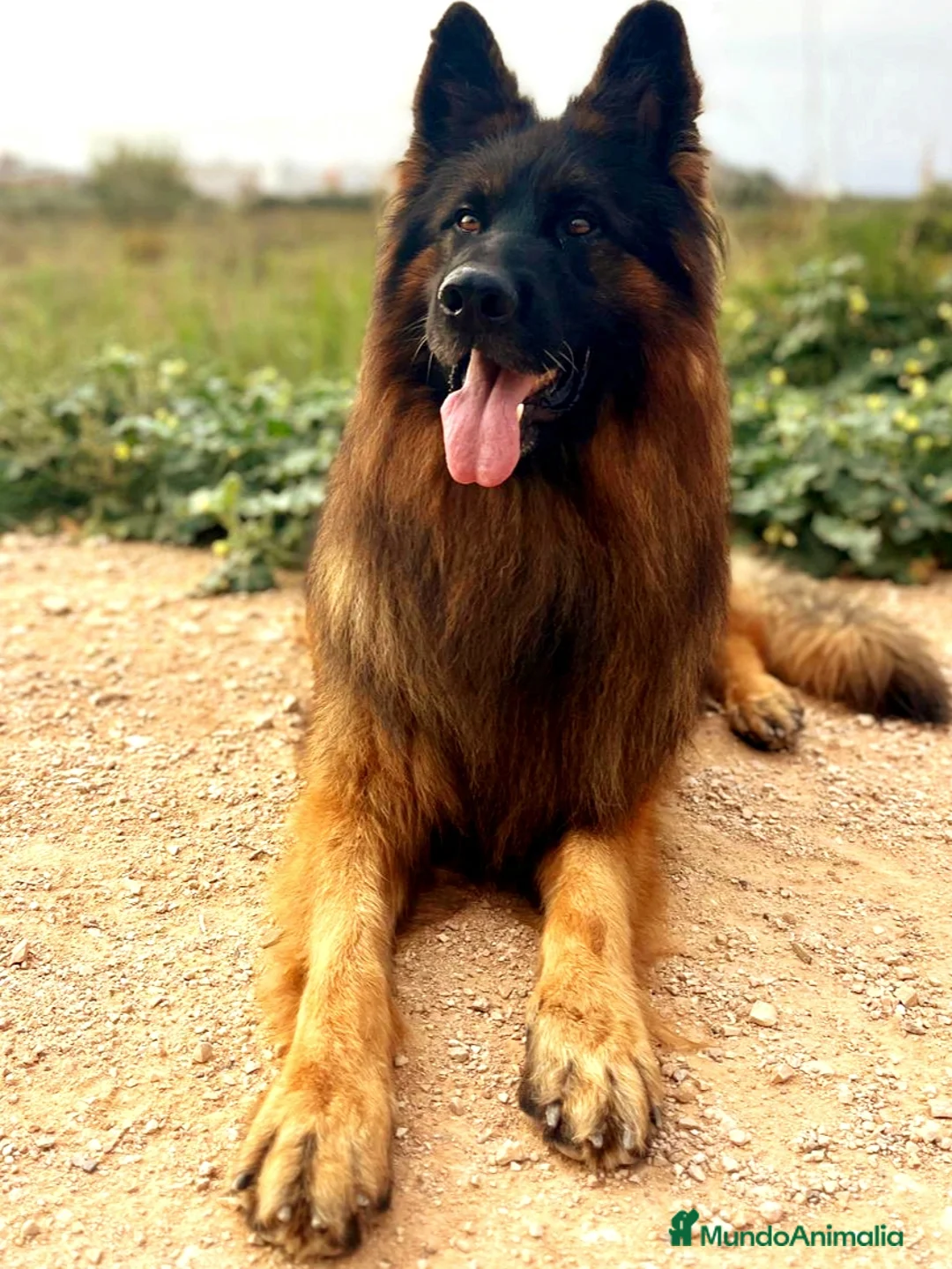 Pastor Alemán perros para monta: P.A pelo largo  en Valencia - Anuncio 2