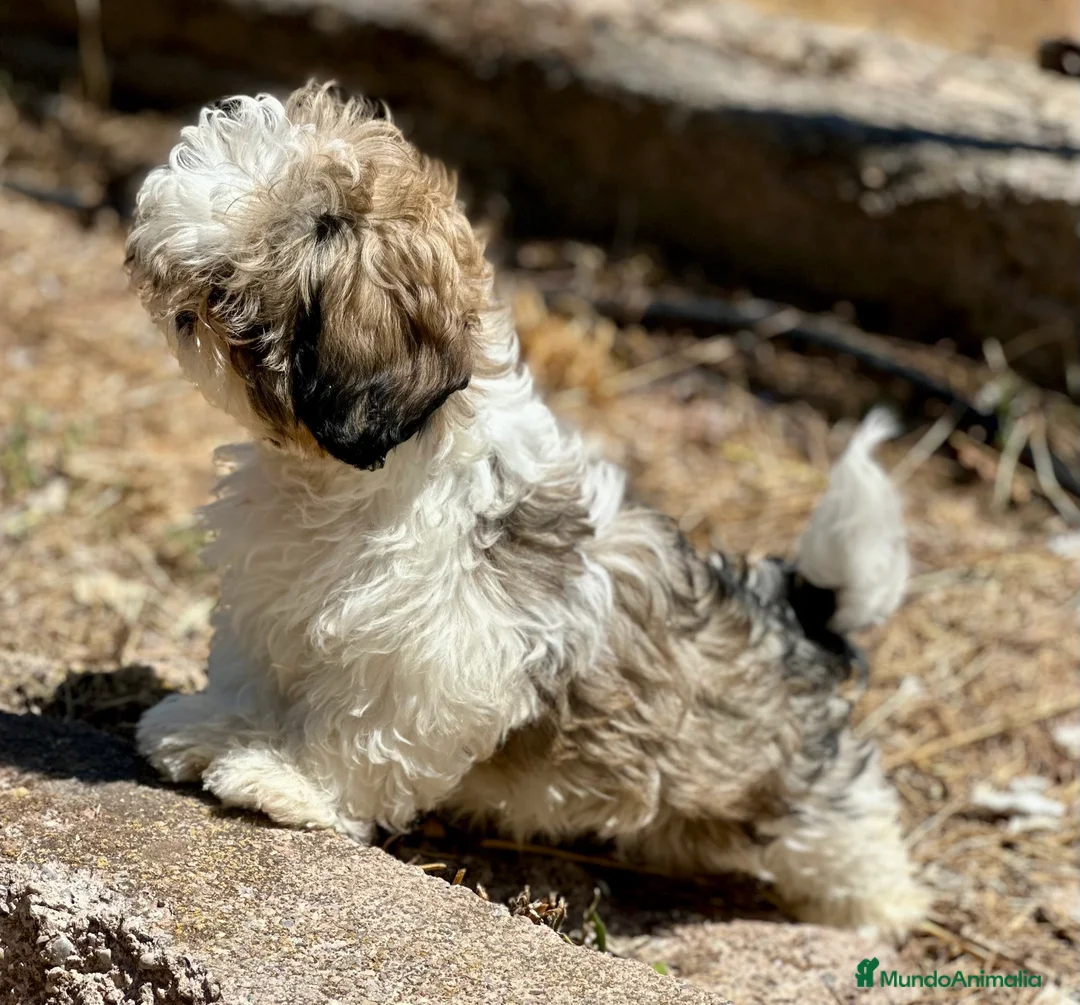Shih Tzu perros en venta: SHIH TZU TOY DISPONIBLE - Anuncio 4