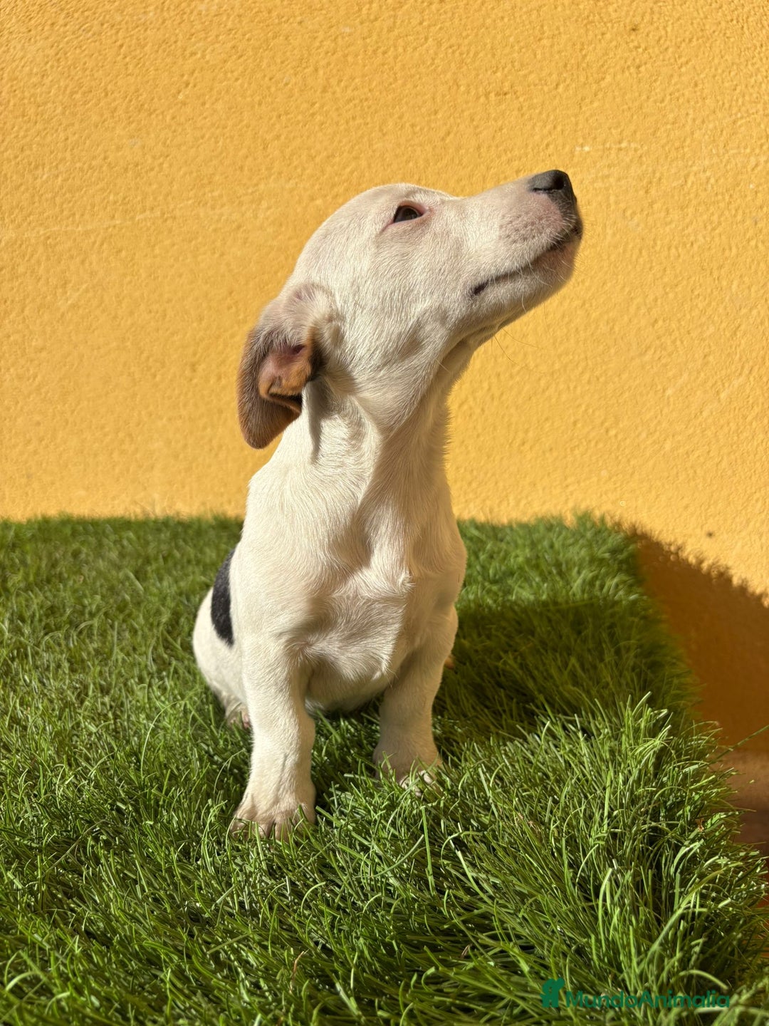 Jack Russell Terrier perros en venta: Jack Russell macho pata corta  - Imagen 4