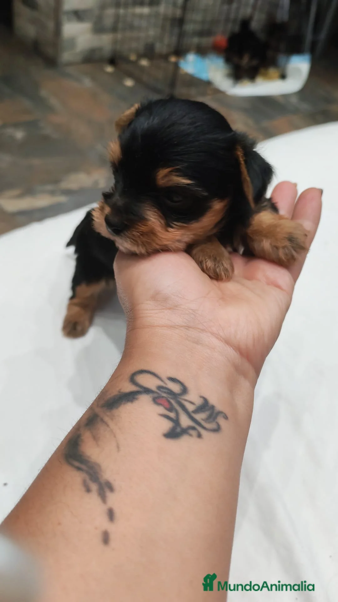 Yorkshire Terrier perros en venta: Camada de Yorkshire - Anuncio 2
