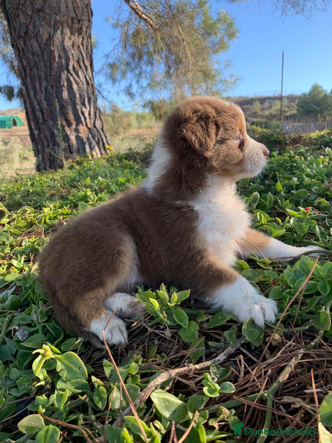 Pastor Australiano perros en venta: Cachorro PASTOR AUSTRALIANO  - Anuncio 3