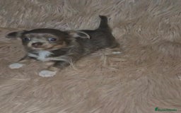 Chihuahua perros en venta: Chihuahua lilac ruso pelo largo  - Imagen 4