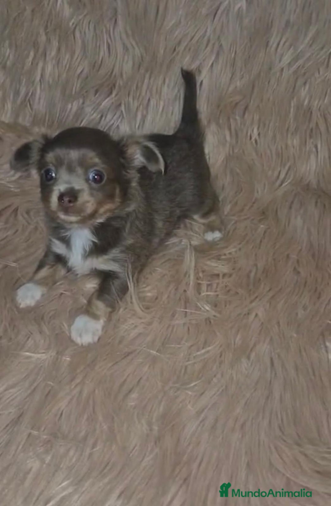 Chihuahua perros en venta: Chihuahua lilac ruso pelo largo  - Imagen 4