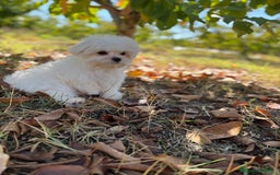 Bichón Maltés perros en venta: Bichon Maltés toy Macho para disponible  - Imagen 5