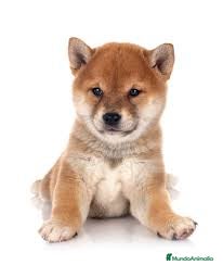Shiba Inu perros shiba inu  - Anuncio 1
