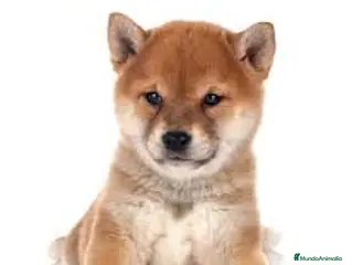 Shiba Inu perros shiba inu - Anuncio 1