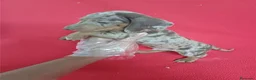 Teckel Miniatura perros en venta: Teckel Mini Arlequin  - Anuncio 2