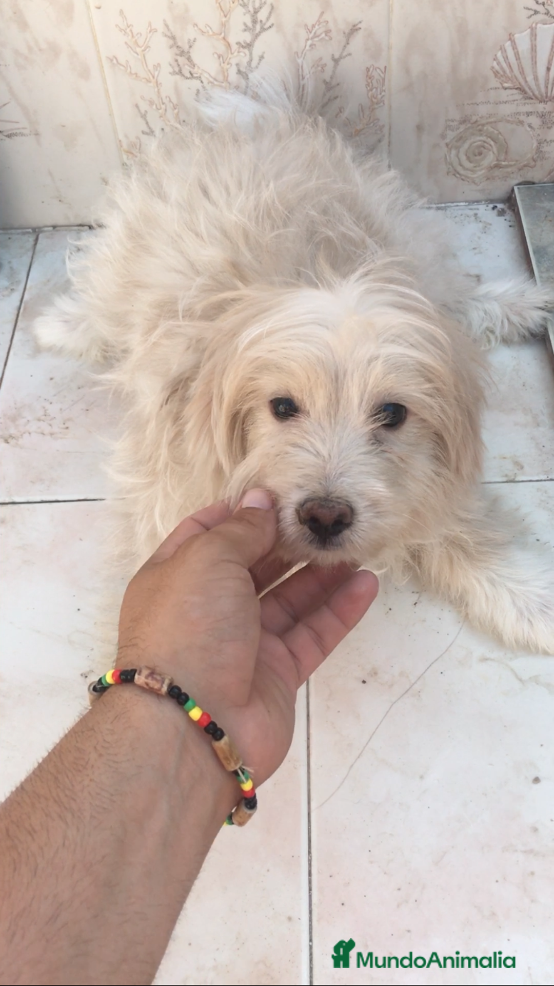 Maltipoo perros en venta: MALTIPOO CACHORROS  - Imagen 1