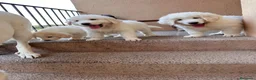 Raza Mixta perros en venta: 3 machos Golden con mástin del pirineo en Girona - Anuncio 2