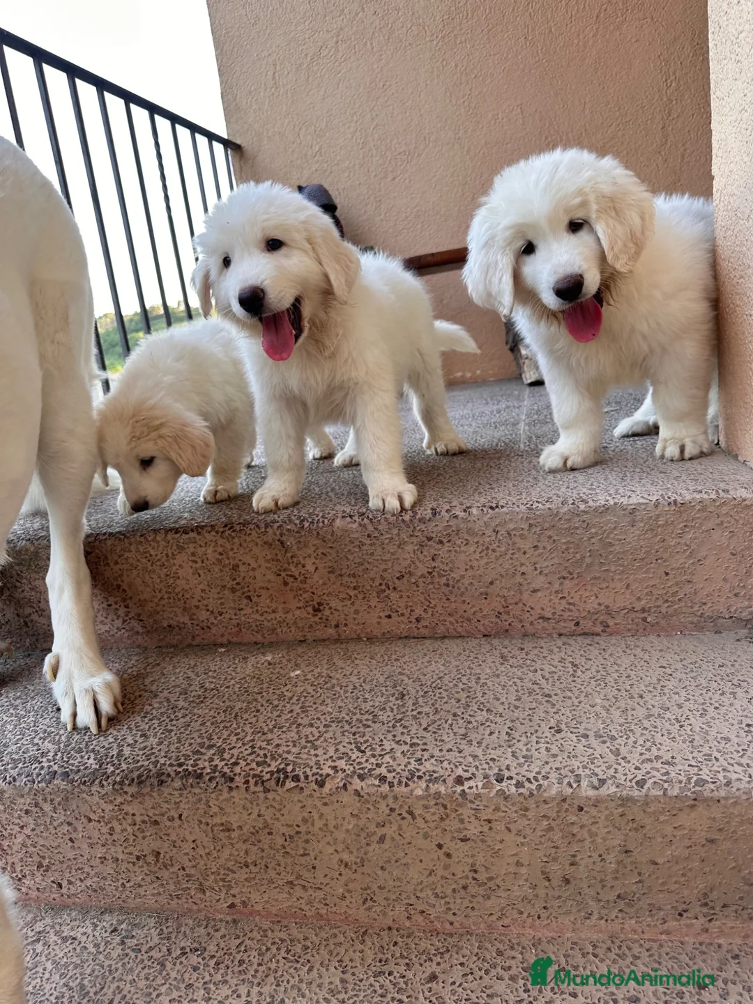 Raza Mixta perros en venta: 3 machos Golden con mástin del pirineo en Girona - Anuncio 2