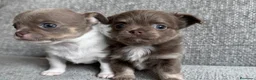 Chihuahua perros en venta: CHIHUAHUA CACHORROS MINI - Anuncio 7
