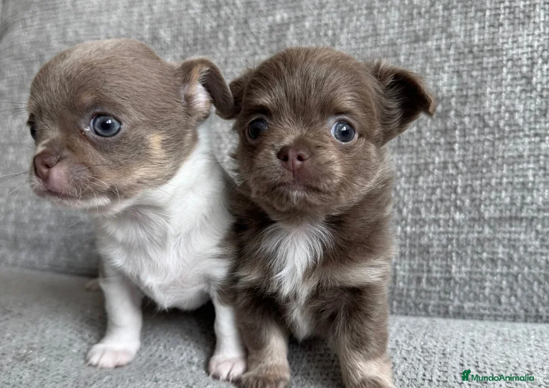Chihuahua perros en venta: CHIHUAHUA CACHORROS MINI - Anuncio 7