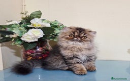 Exótico de Pelo Largo gatos en venta: Gatita Persa - Imagen 1