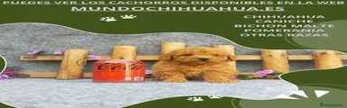 Caniche Toy Cachorro 3