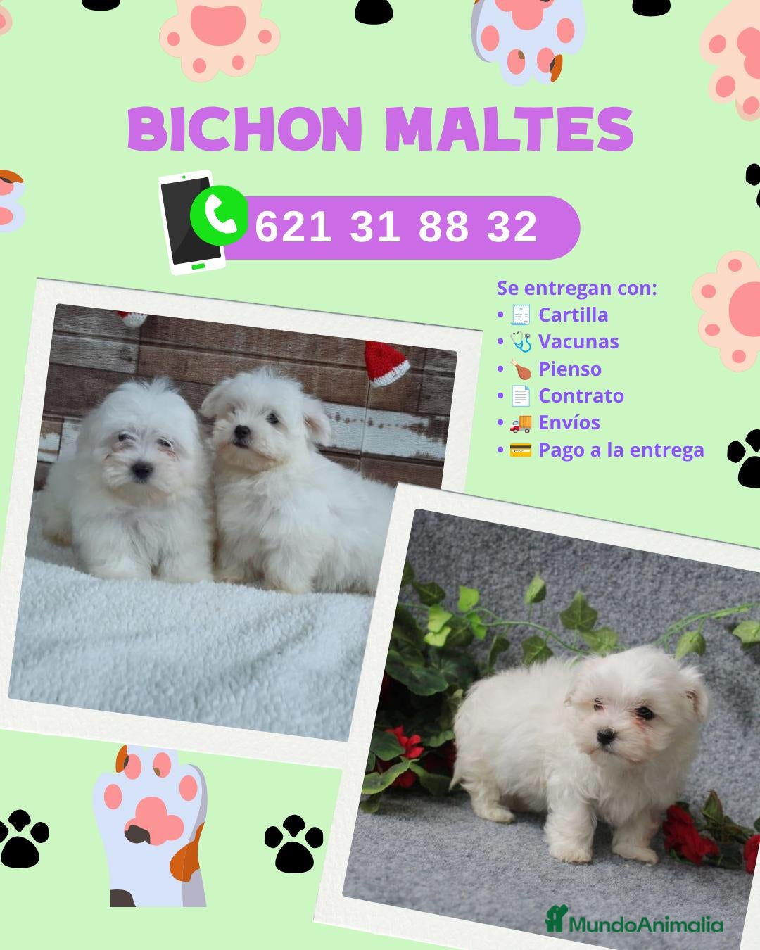 Bichón Maltés perros Camada de bichón maltés enano  - Anuncio 1
