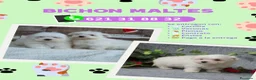 Bichón Maltés perros en venta: Camada de bichón maltés enano  - Anuncio 1