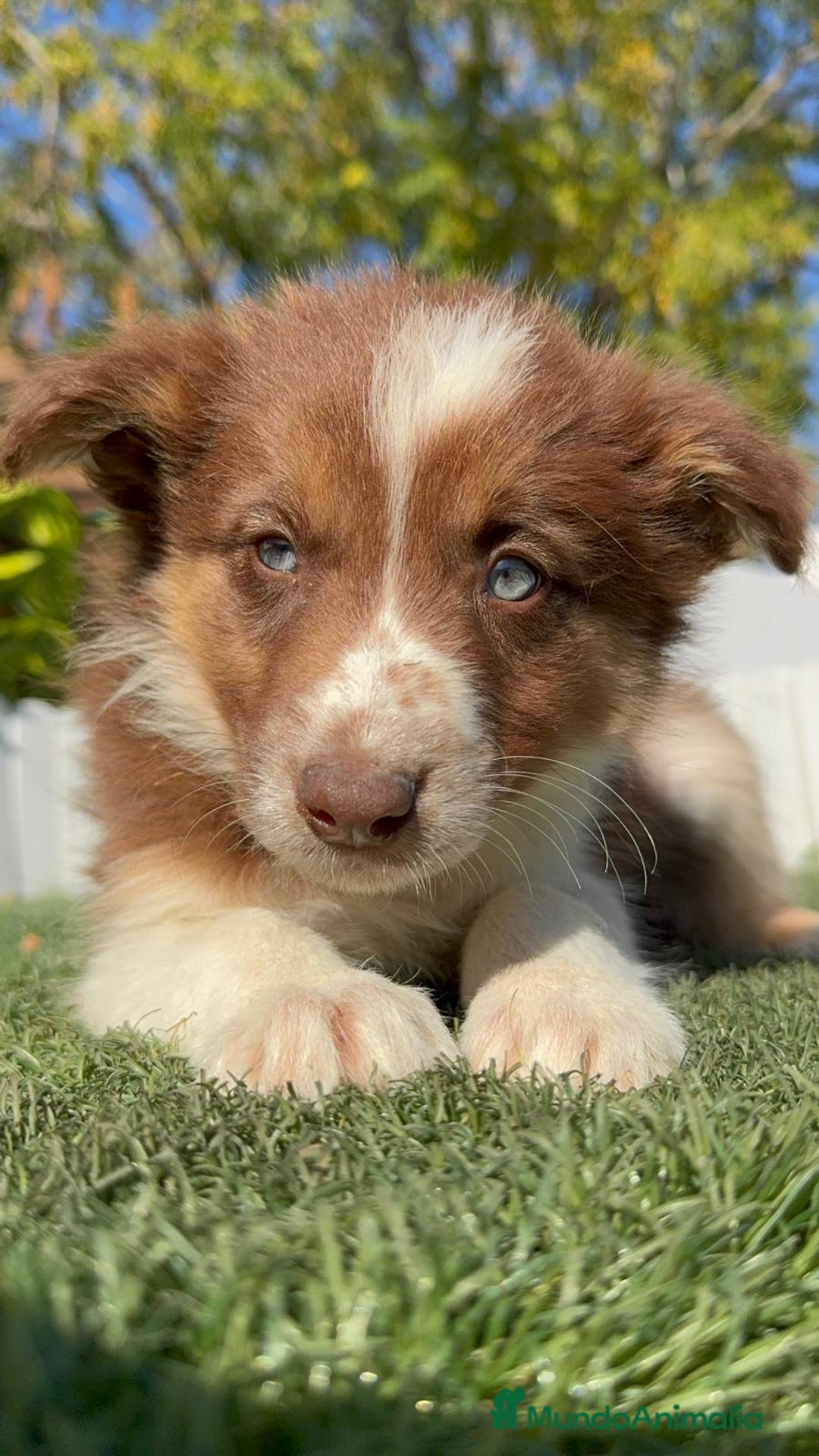 Border Collie perros en venta: BORDER COLLIE HEMBRA - Anuncio 4