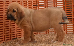 Mastín Español perros en venta: Mastín leones  - Imagen 4