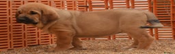 Mastín Español perros en venta: Mastín leones  - Anuncio 4