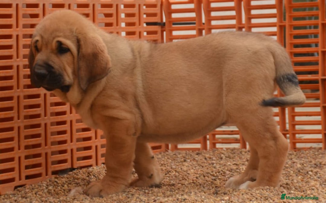 Mastín Español perros en venta: Mastín leones  - Imagen 4