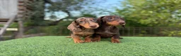 Teckel Miniatura perros en venta: Teckel miniatura pelo corto - Anuncio 2