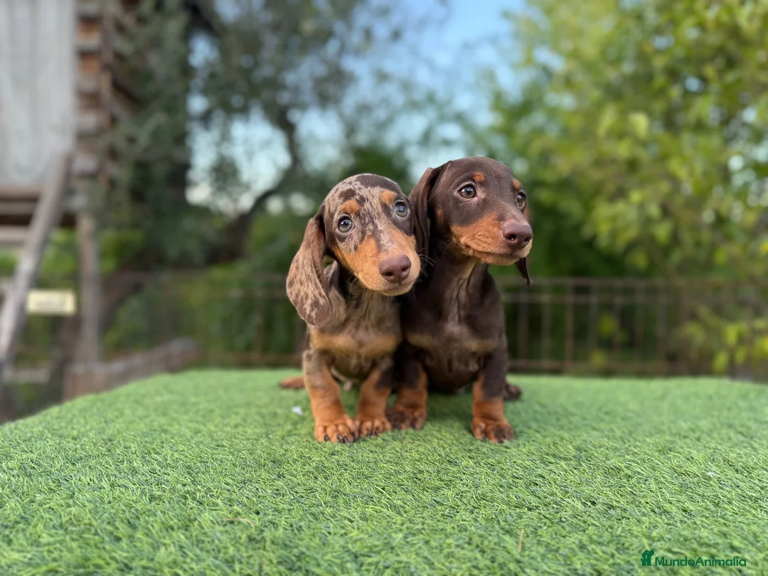 Teckel Miniatura perros en venta: Teckel miniatura pelo corto - Anuncio 2