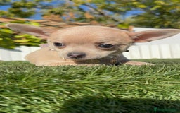 Chihuahua perros en venta: CHIHUAHUA HEMBRA - Anuncio 15